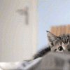 /album/kepgaleria-fenykepgaleria/a1351911337176841-2-gif/