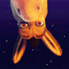 /album/kepgaleria-fenykepgaleria/r5c47olpypcs8xu1mf5h-gif/