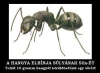 /album/agyzsibbasztas/a522875-517679724911634-314724622-n-jpg/