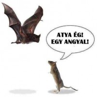 /album/agyzsibbasztas/a554039-508809962465277-1931622926-n-jpg/