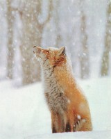 /album/allatok-/tumblr-mcn5z9xfcg1r5ig4wo1-500-large-jpg/